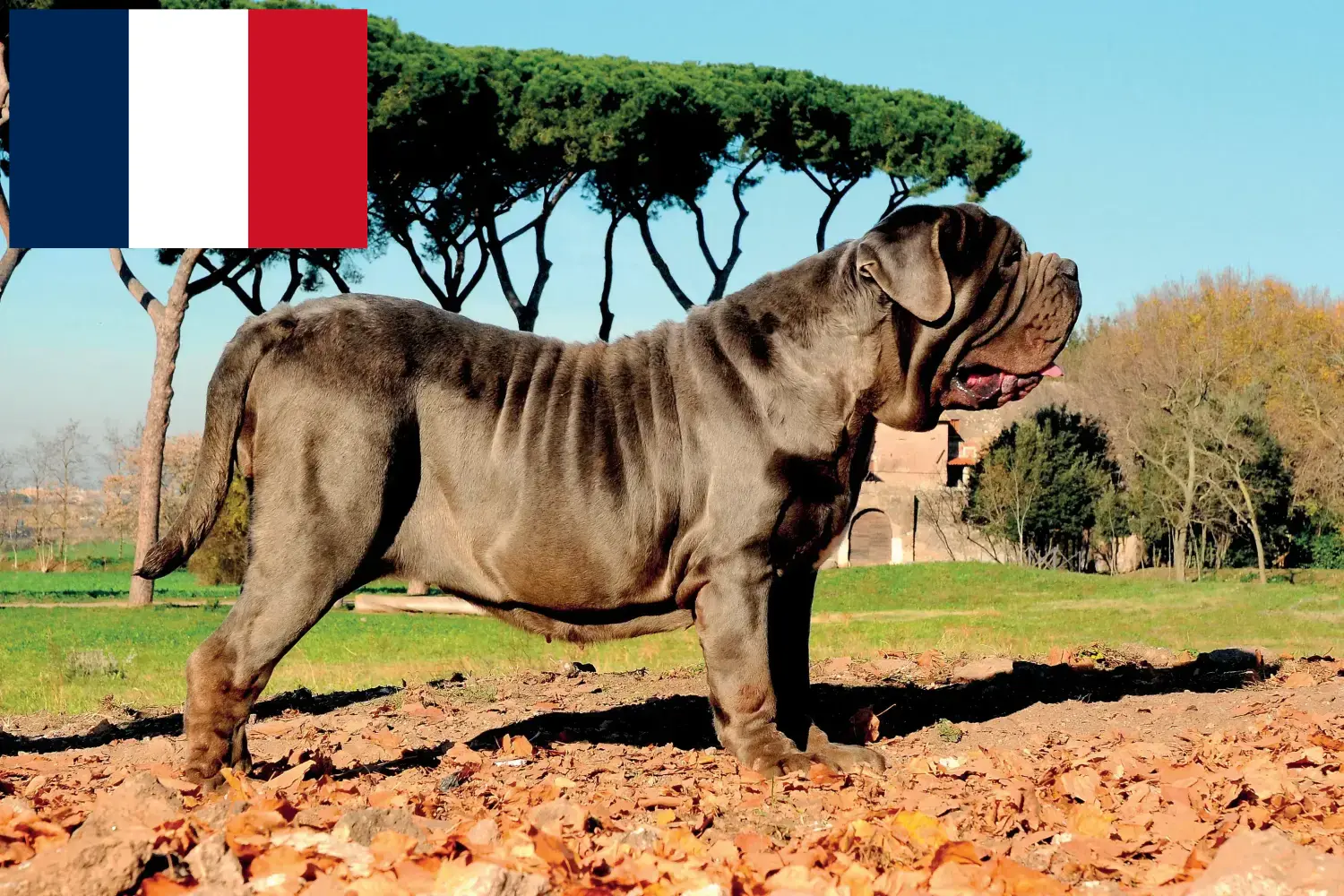 Mastino Napoletano Welpen und Züchter Frankreich Hier findest Du Mastino Napoletanos Züchter in Frankreich.