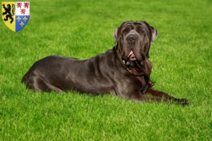 Mehr über den Artikel erfahren Mastino Napoletano Züchter und Welpen in Hauts-de-France