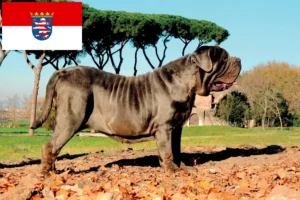 Mehr über den Artikel erfahren Mastino Napoletano Züchter und Welpen in Hessen