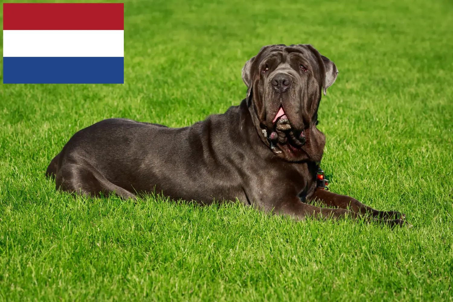 Mastino Napoletano Welpen und Züchter Niederlande Hier findest Du Mastino Napoletanos Züchter in den Niederlanden.