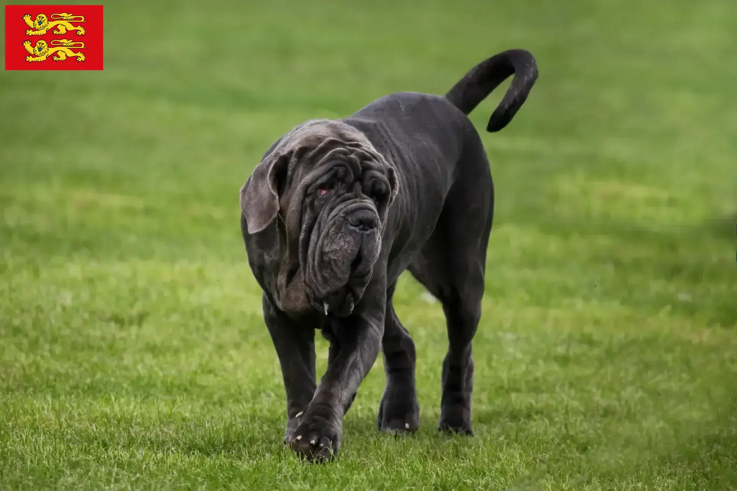 Mastino Napoletano Welpen und Züchter Normandie Hier findest Du Mastino Napoletanos Züchter in der Normandie.