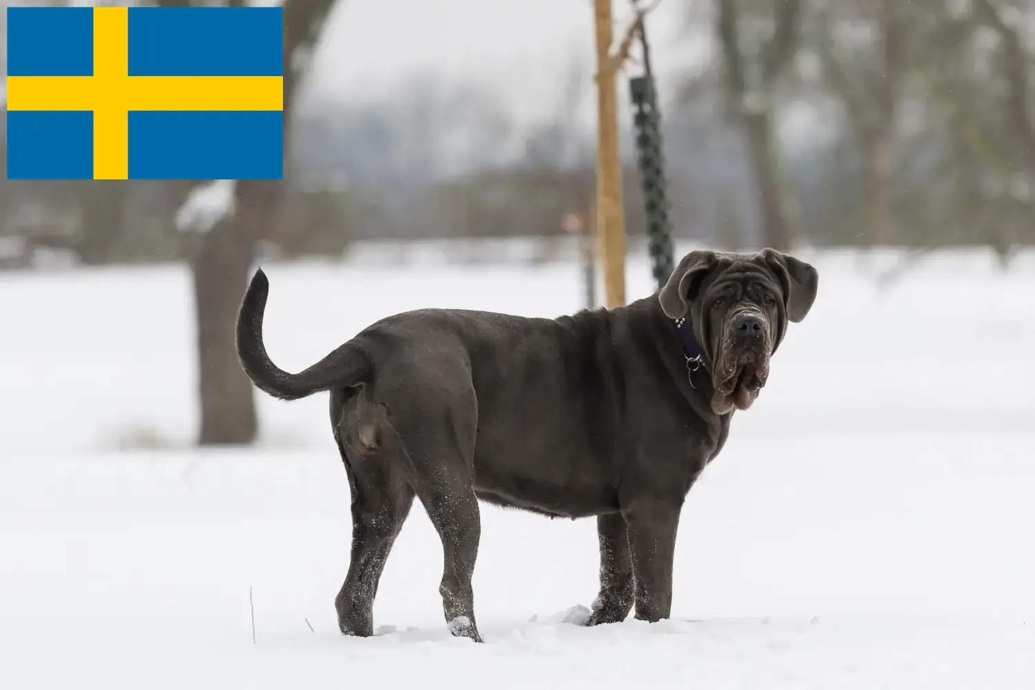 Mastino Napoletano Welpen und Züchter Schweden Hier findest Du Mastino Napoletanos Züchter in Schweden.