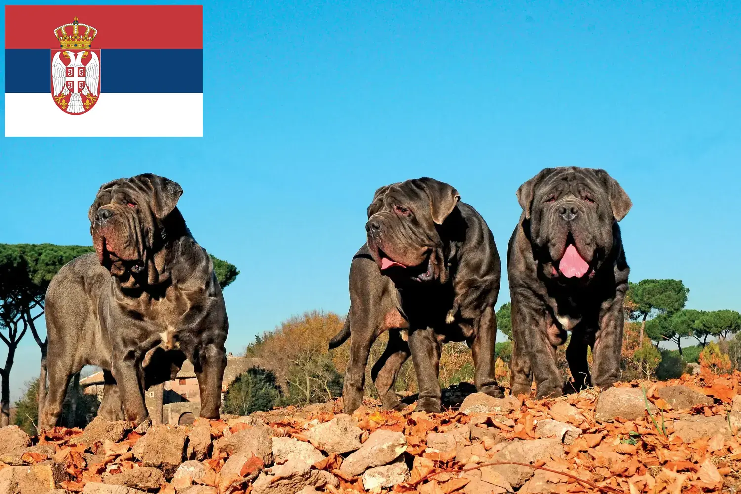 Mastino Napoletano Welpen und Züchter Serbien Hier findest Du Mastino Napoletanos Züchter in Serbien.