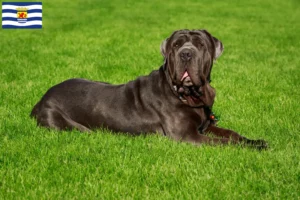 Mehr über den Artikel erfahren Mastino Napoletano Züchter und Welpen in Zeeland