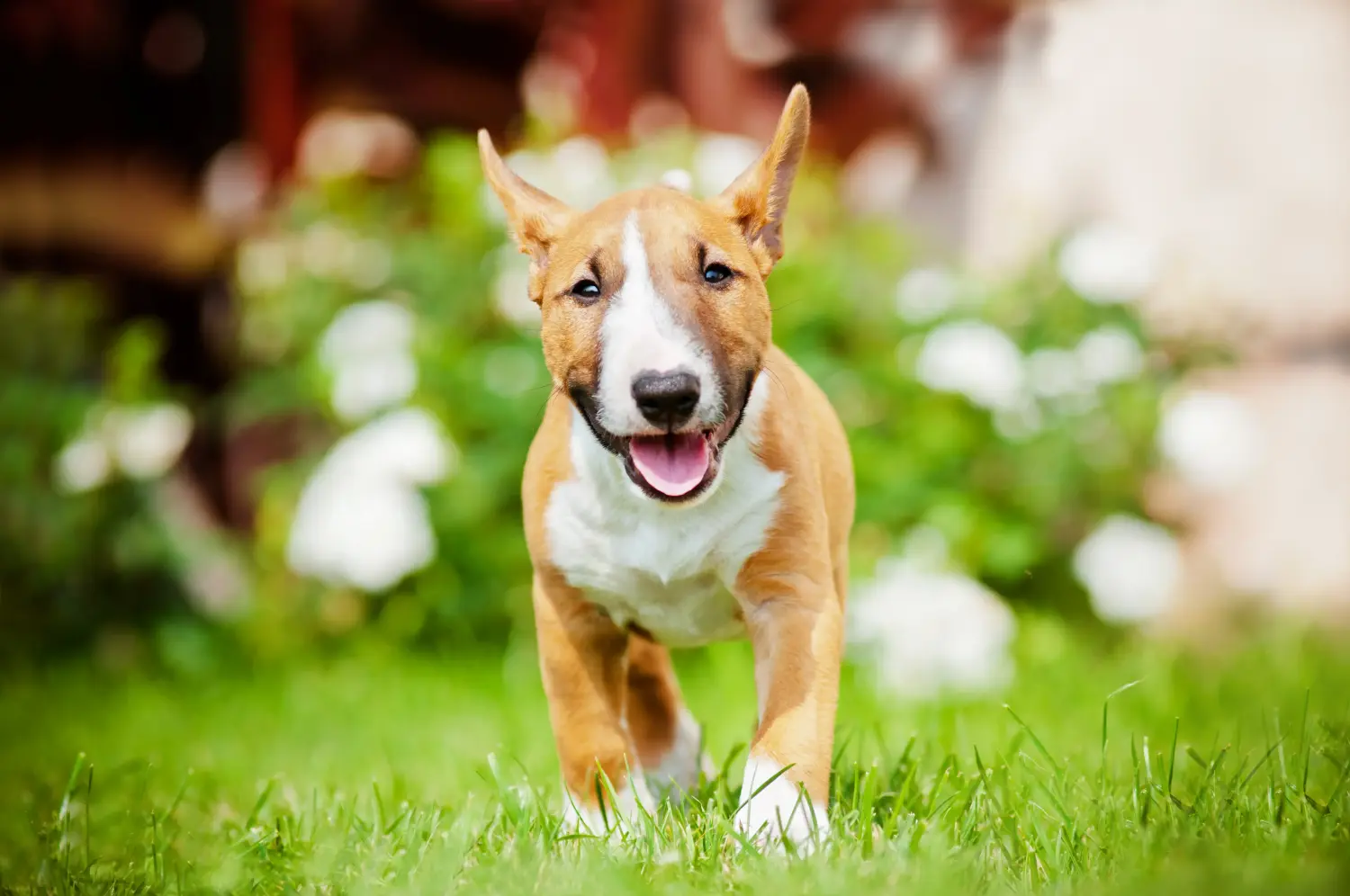 Einen Miniature Bull Terrier Welpen zu kaufen, bedeutet Verantwortung zu übernehmen! Miniature Bull Terrier Welpen kaufen.