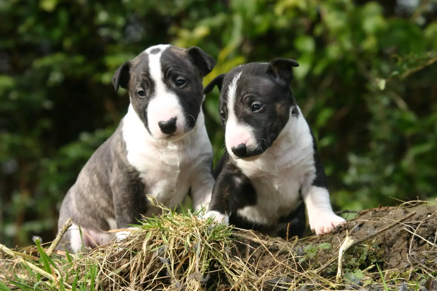 Einen Miniature Bull Terrier Welpen zu kaufen, bedeutet Verantwortung zu übernehmen! Miniature Bull Terrier Welpen kaufen.