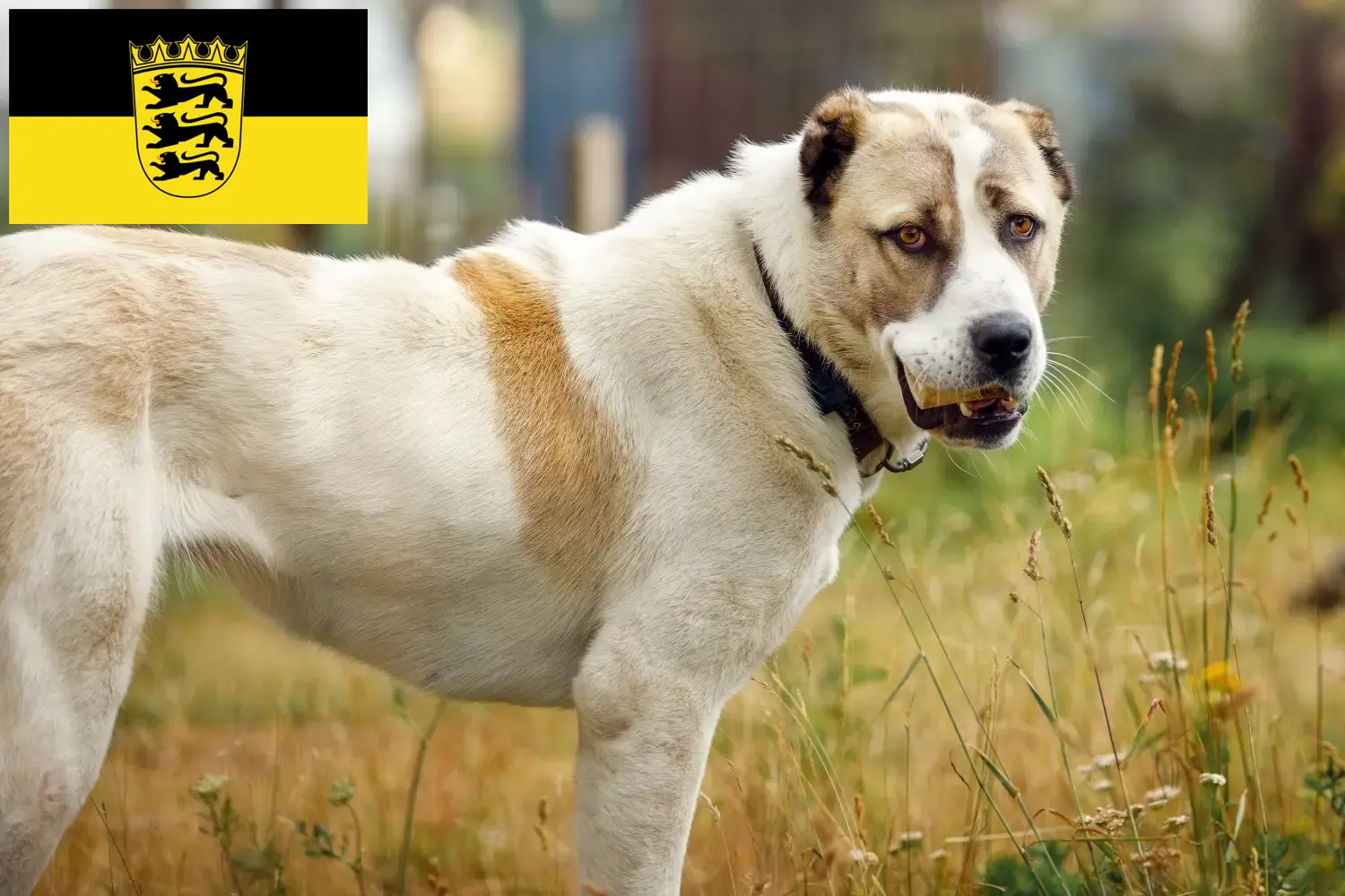 Mittelasiatischer Schäferhund Welpen und Züchter Baden-Württemberg Hier findest Du Mittelasiatische Schäferhunde Züchter in Baden-Württemberg.