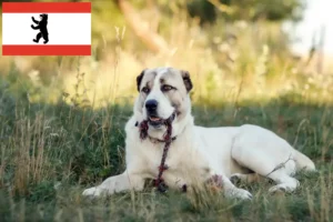 Mehr über den Artikel erfahren Mittelasiatischer Schäferhund Züchter und Welpen in Berlin