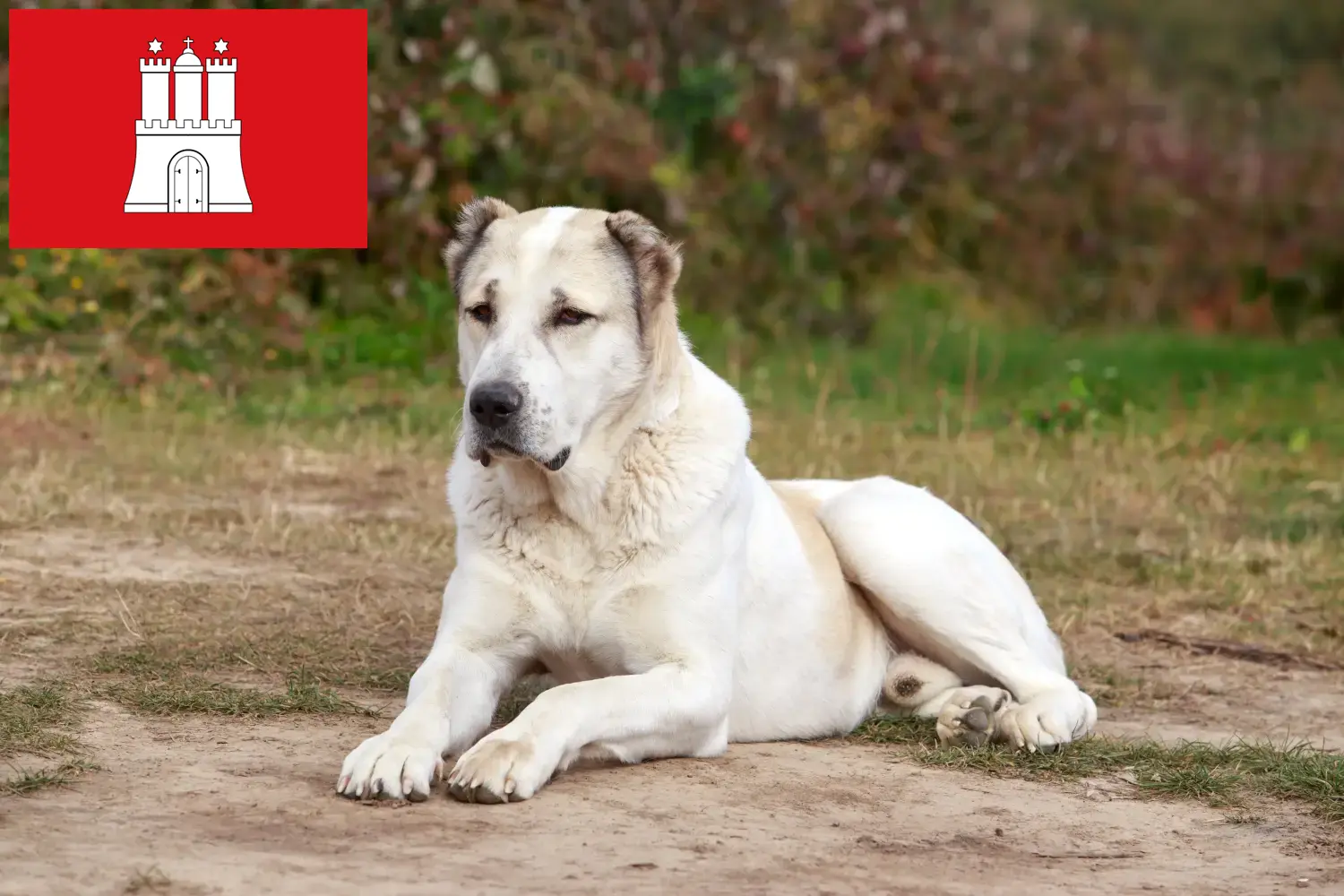 Mittelasiatischer Schäferhund Welpen und Züchter Hamburg Hier findest Du Mittelasiatische Schäferhunde Züchter in Hamburg.