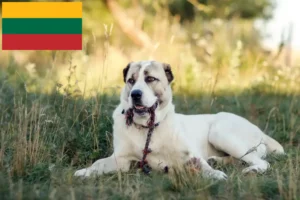 Mehr über den Artikel erfahren Mittelasiatischer Schäferhund Züchter und Welpen in Litauen