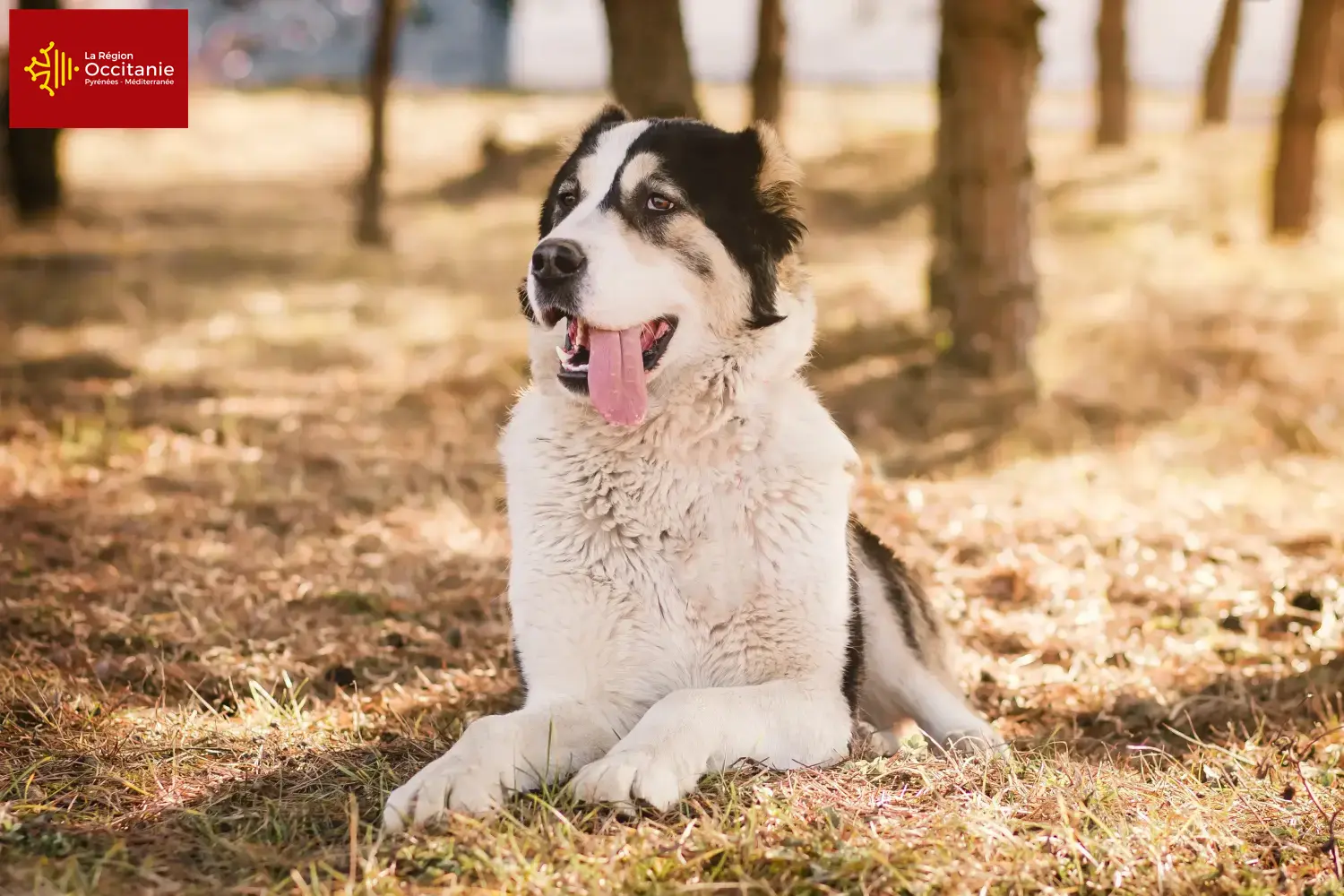 Mittelasiatischer Schäferhund Welpen und Züchter Okzitanien Hier findest Du Mittelasiatische Schäferhunde Züchter in Okzitanien.