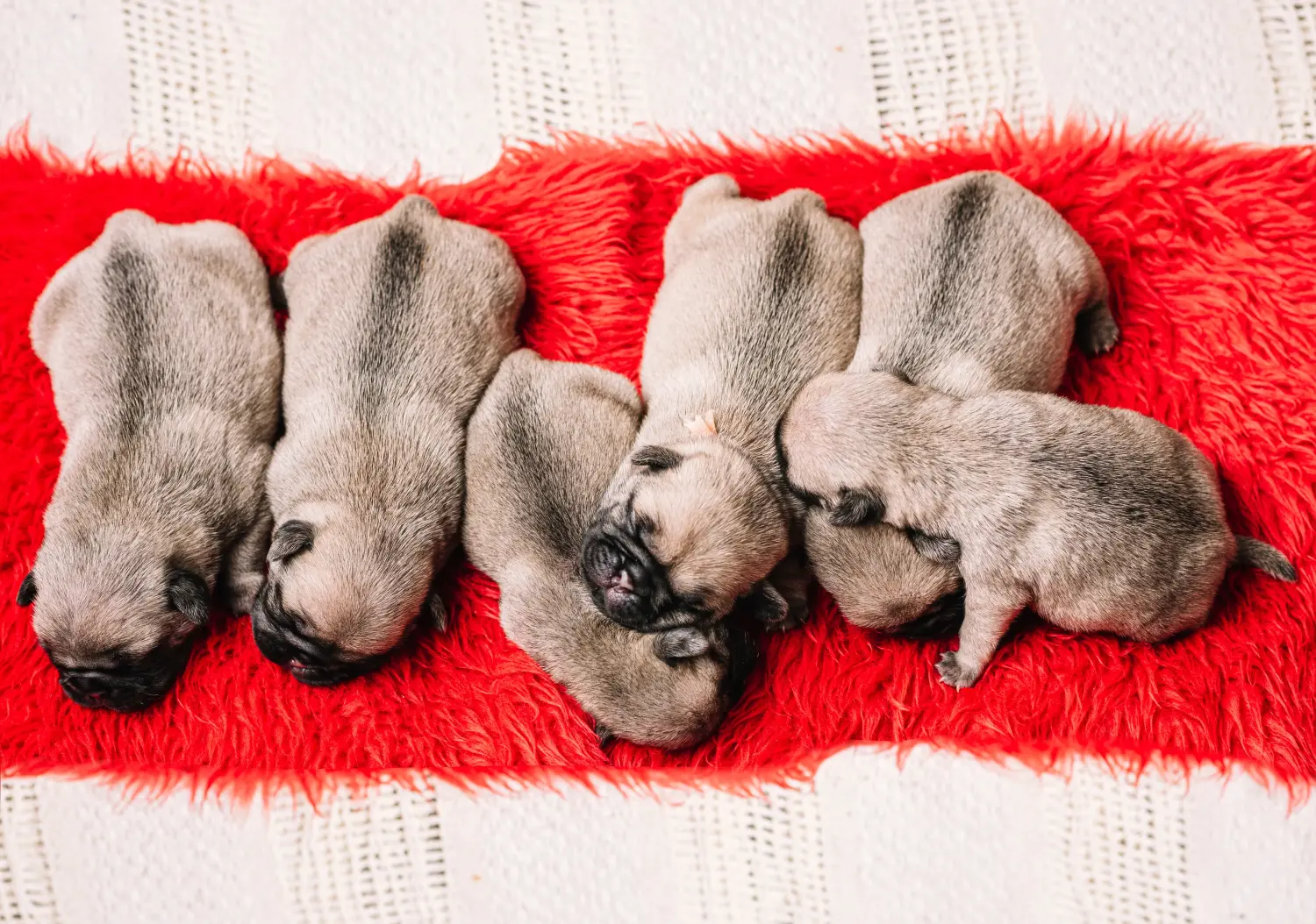 Einen Mops Welpen zu kaufen, bedeutet Verantwortung zu übernehmen! Mops Welpen kaufen.