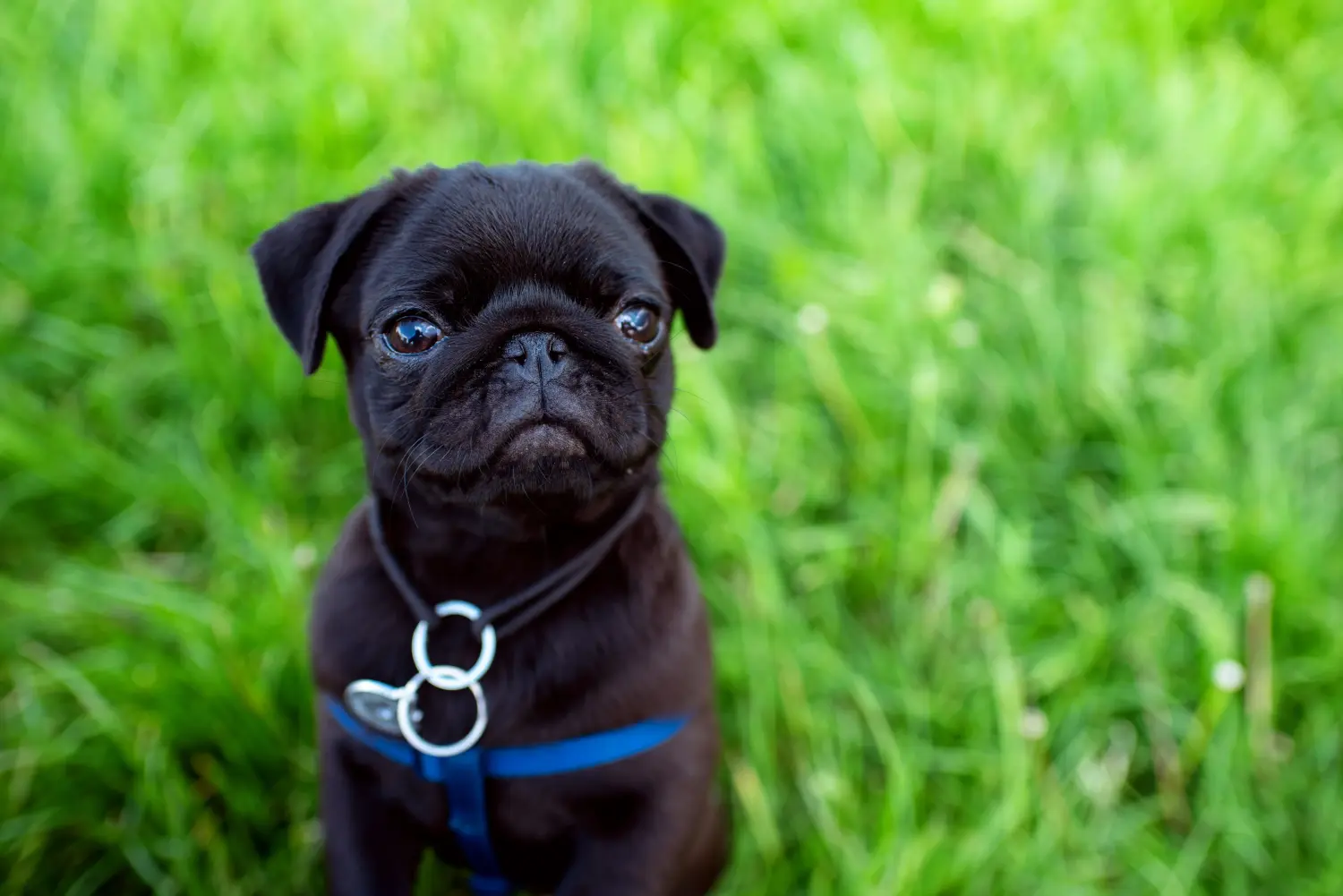 Einen Mops Welpen zu kaufen, bedeutet Verantwortung zu übernehmen! Mops Welpen kaufen.