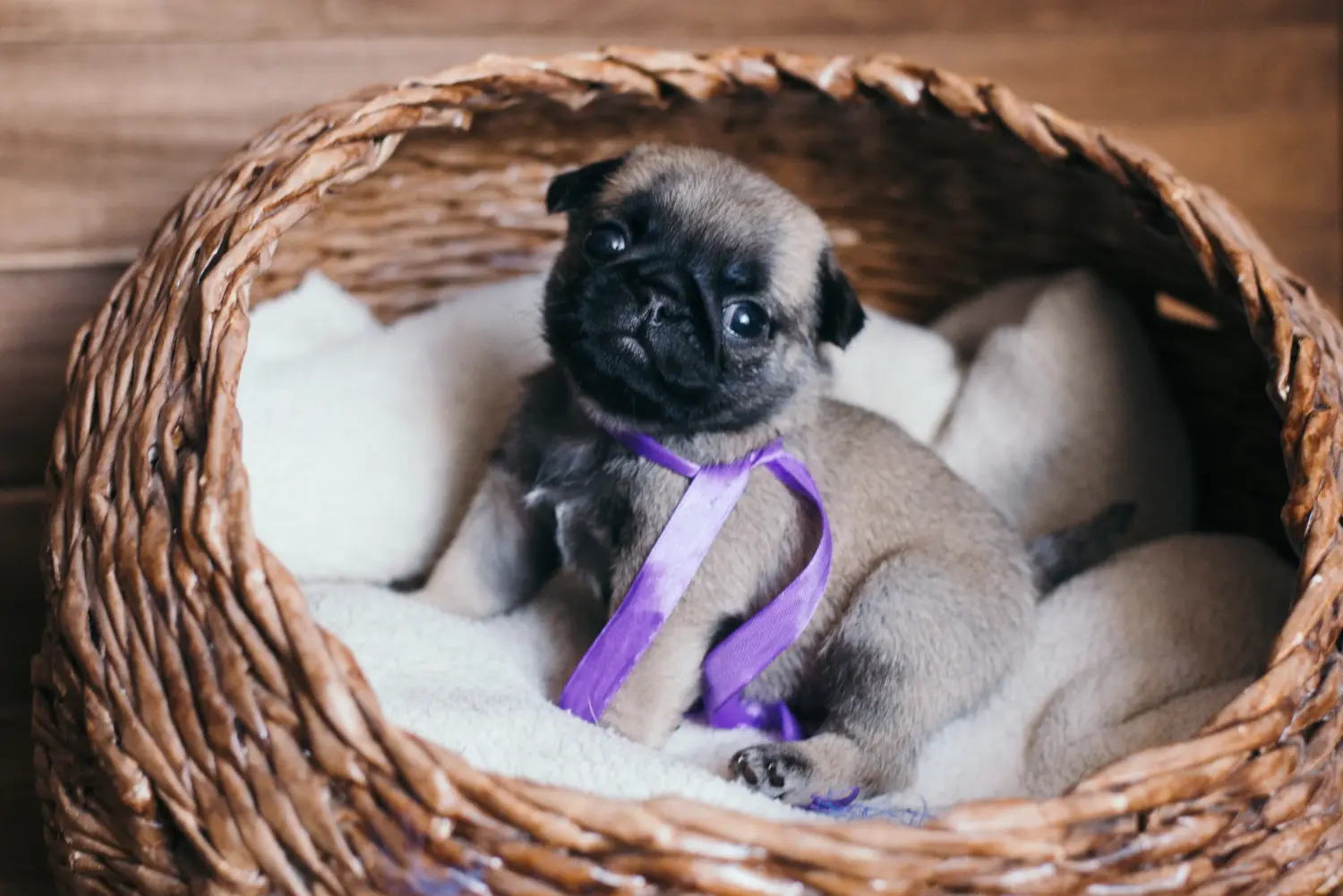 Einen Mops Welpen zu kaufen, bedeutet Verantwortung zu übernehmen! Mops Welpen kaufen.