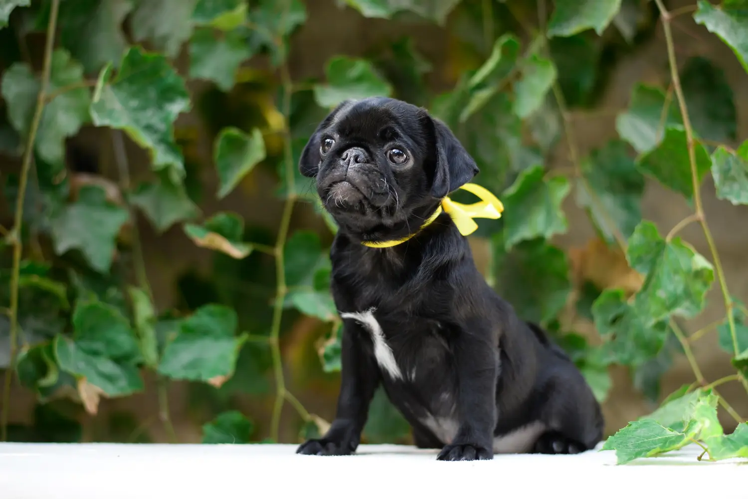 Einen Mops Welpen zu kaufen, bedeutet Verantwortung zu übernehmen! Mops Welpen kaufen.