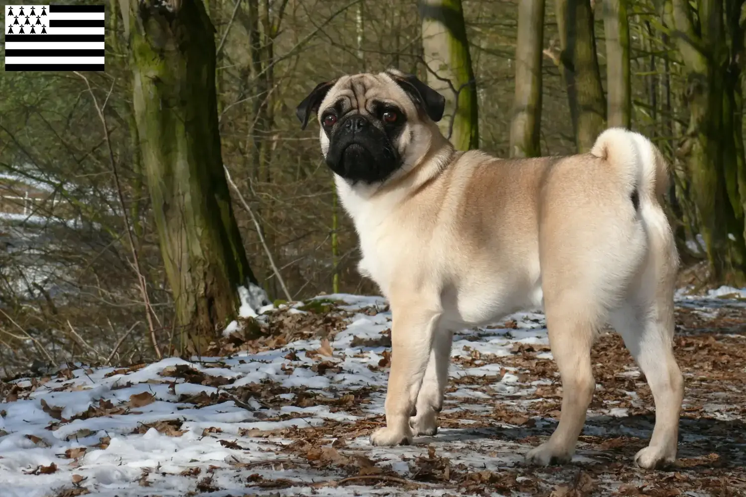 Mops Welpen und Züchter Bretagne Hier findest Du Möpse Züchter in der Bretagne .