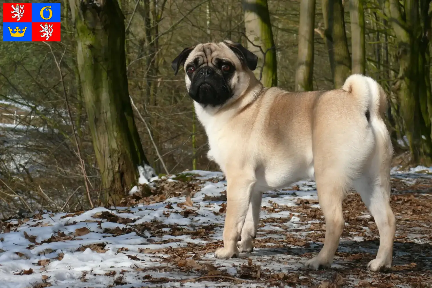 Mops Welpen und Züchter Hradec Králové Hier findest Du Möpse Züchter in Hradec Králové.