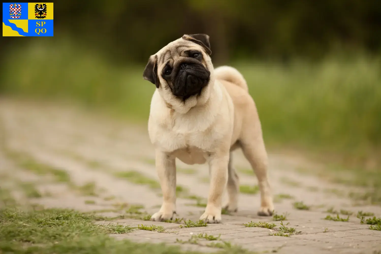 Mops Welpen und Züchter Olmütz Hier findest Du Möpse Züchter in Olmütz.