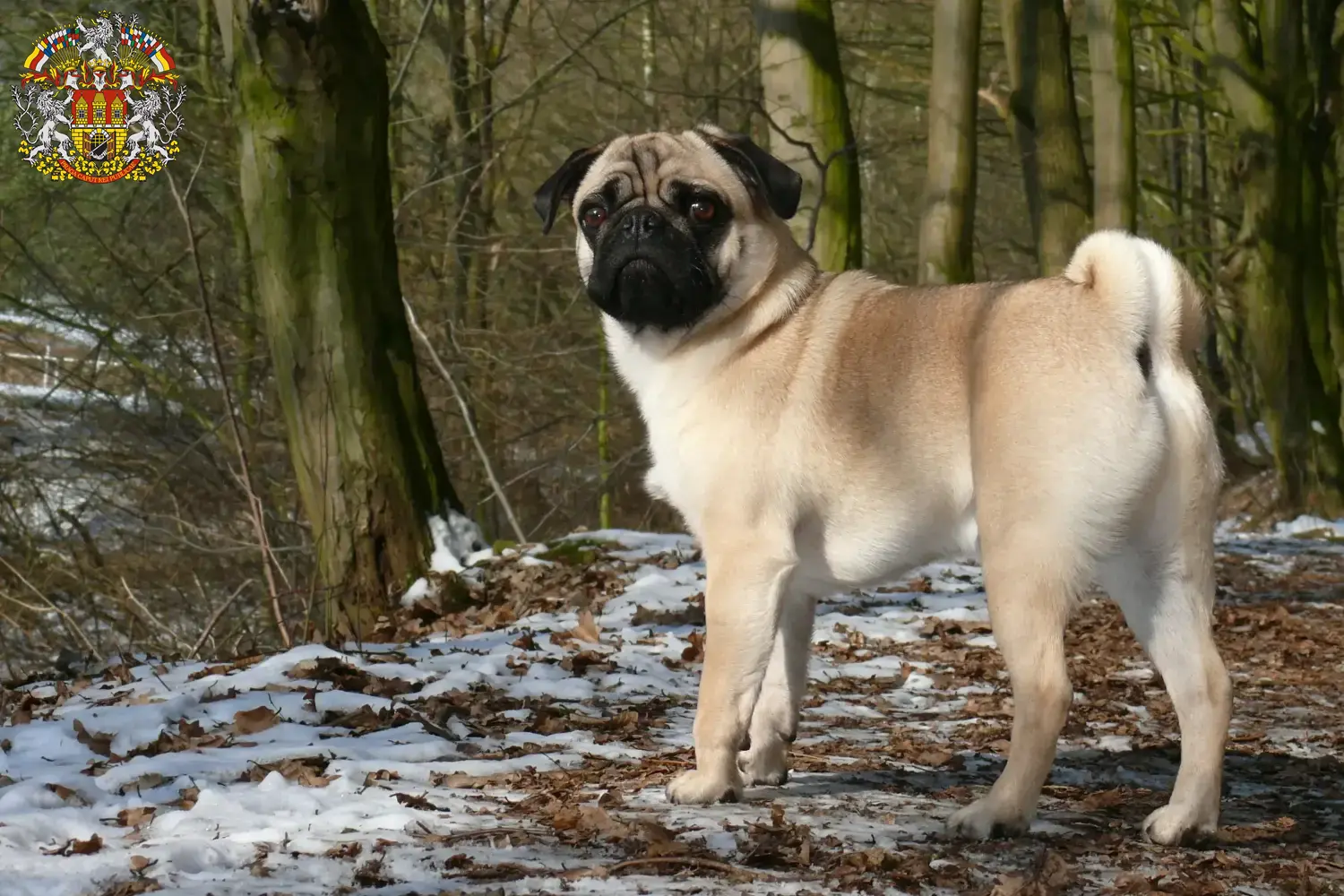 Mops Welpen und Züchter Prag Hier findest Du Möpse Züchter in Prag.