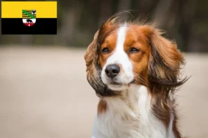 Mehr über den Artikel erfahren Nederlandse Kooikerhondje Züchter und Welpen in Sachsen-Anhalt