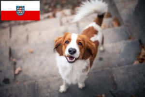 Mehr über den Artikel erfahren Nederlandse Kooikerhondje Züchter und Welpen in Thüringen