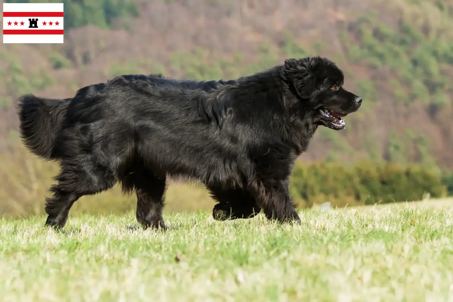 Neufundländer Welpen und Züchter Drenthe Hier findest Du Neufundländer Züchter in Drenthe.