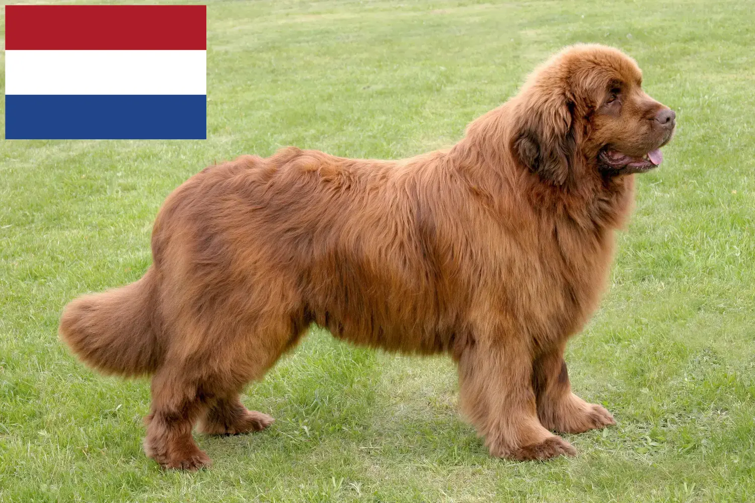 Neufundländer Welpen und Züchter Niederlande Hier findest Du Neufundländer Züchter in den Niederlanden.