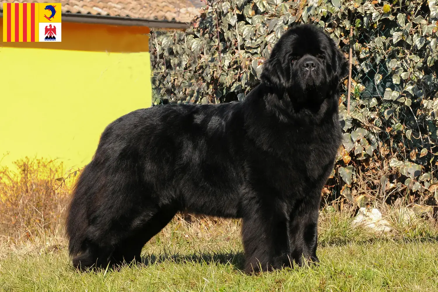Neufundländer Welpen und Züchter Provence-Alpes-Côte d’Azur Hier findest Du Neufundländer Züchter in der Provence-Alpes-Côte d’Azur.