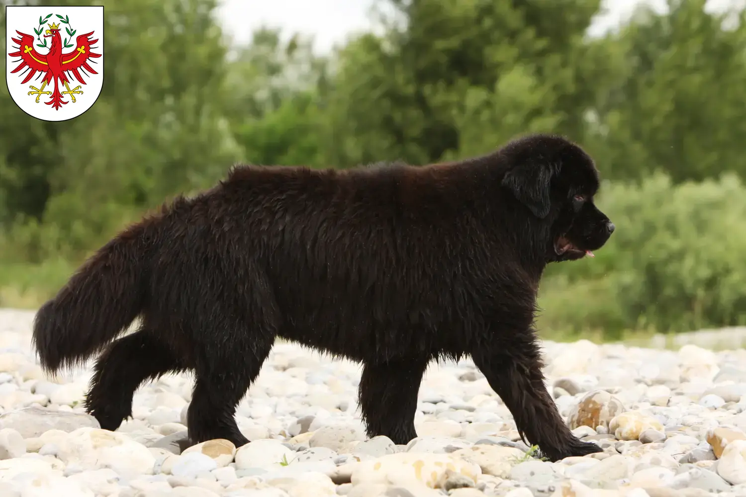 Neufundländer Welpen und Züchter Tirol Hier findest Du Neufundländer Züchter in Tirol.