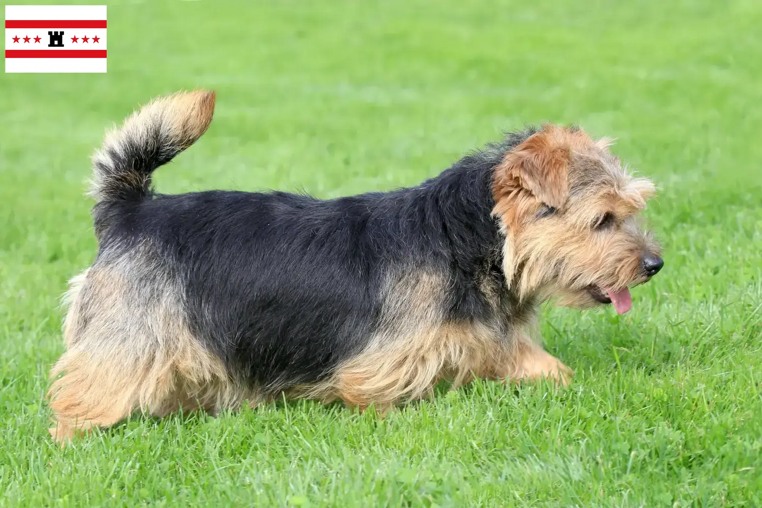Norfolk Terrier Welpen und Züchter Drenthe Hier findest Du Norfolk Terrier Züchter in Drenthe.