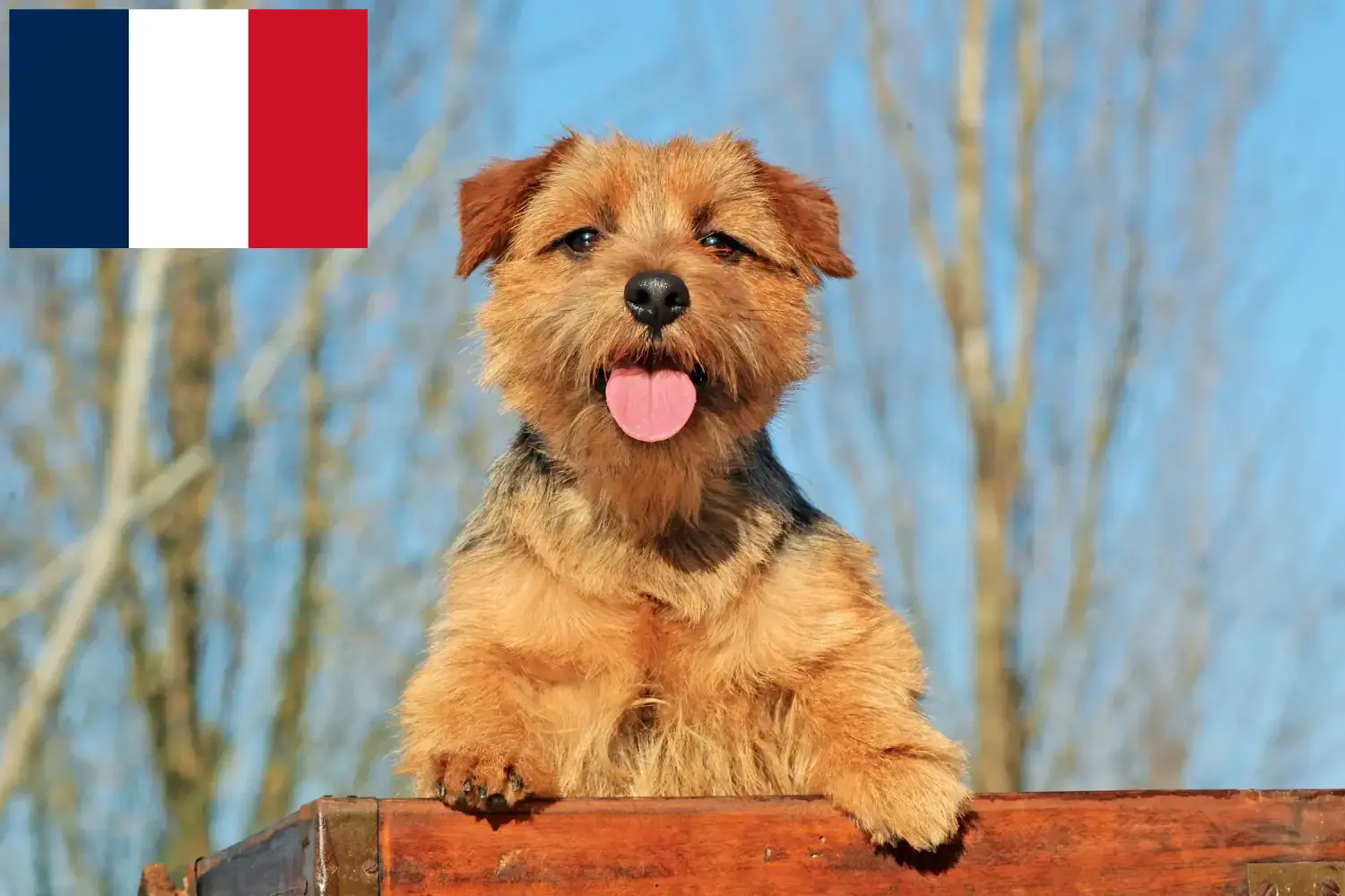 Norfolk Terrier Welpen und Züchter Frankreich Hier findest Du Norfolk Terrier Züchter in Frankreich.