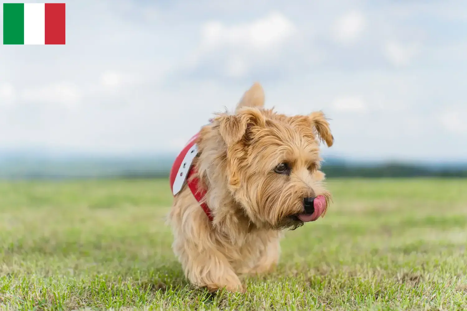 Norfolk Terrier Welpen und Züchter Italien Hier findest Du Norfolk Terrier Züchter in Italien.