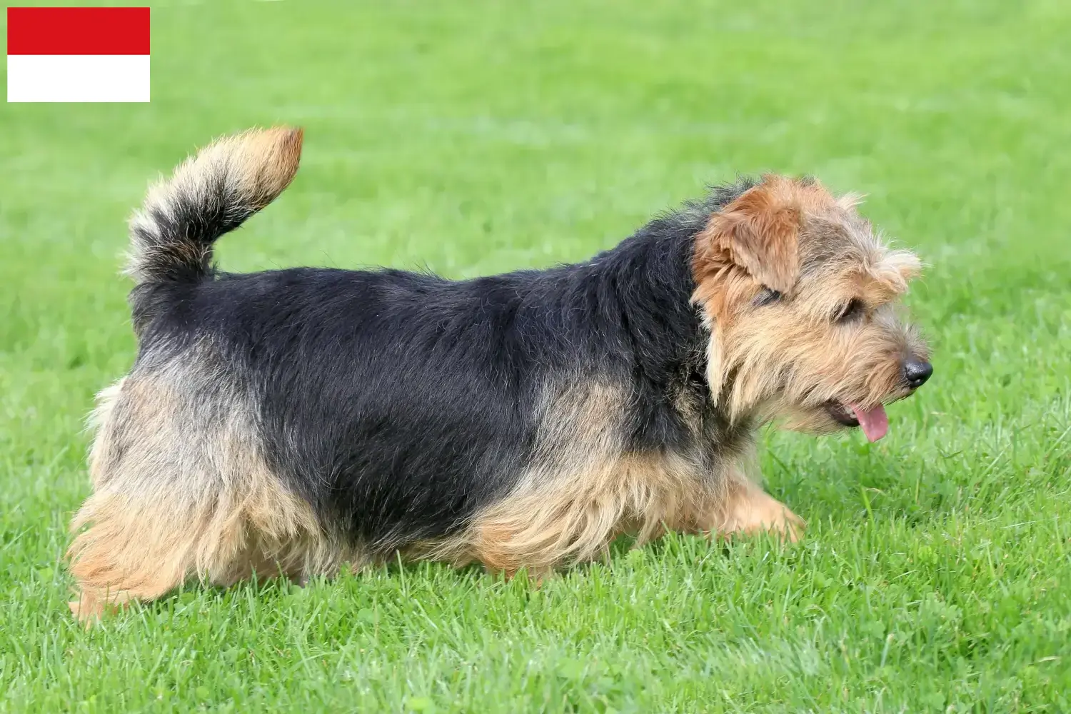 Norfolk Terrier Welpen und Züchter Wien Hier findest Du Norfolk Terrier Züchter in Wien.