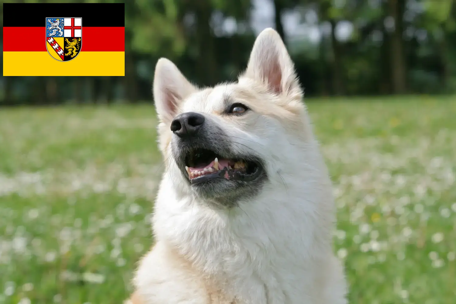 Norwegischer Buhund Welpen und Züchter Saarland Hier findest Du Norwegische Buhunde Züchter im Saarland.