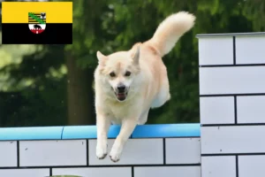 Mehr über den Artikel erfahren Norwegischer Buhund Züchter und Welpen in Sachsen-Anhalt