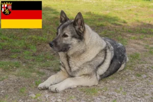 Mehr über den Artikel erfahren Norwegischer Elchhund Züchter und Welpen in Rheinland-Pfalz