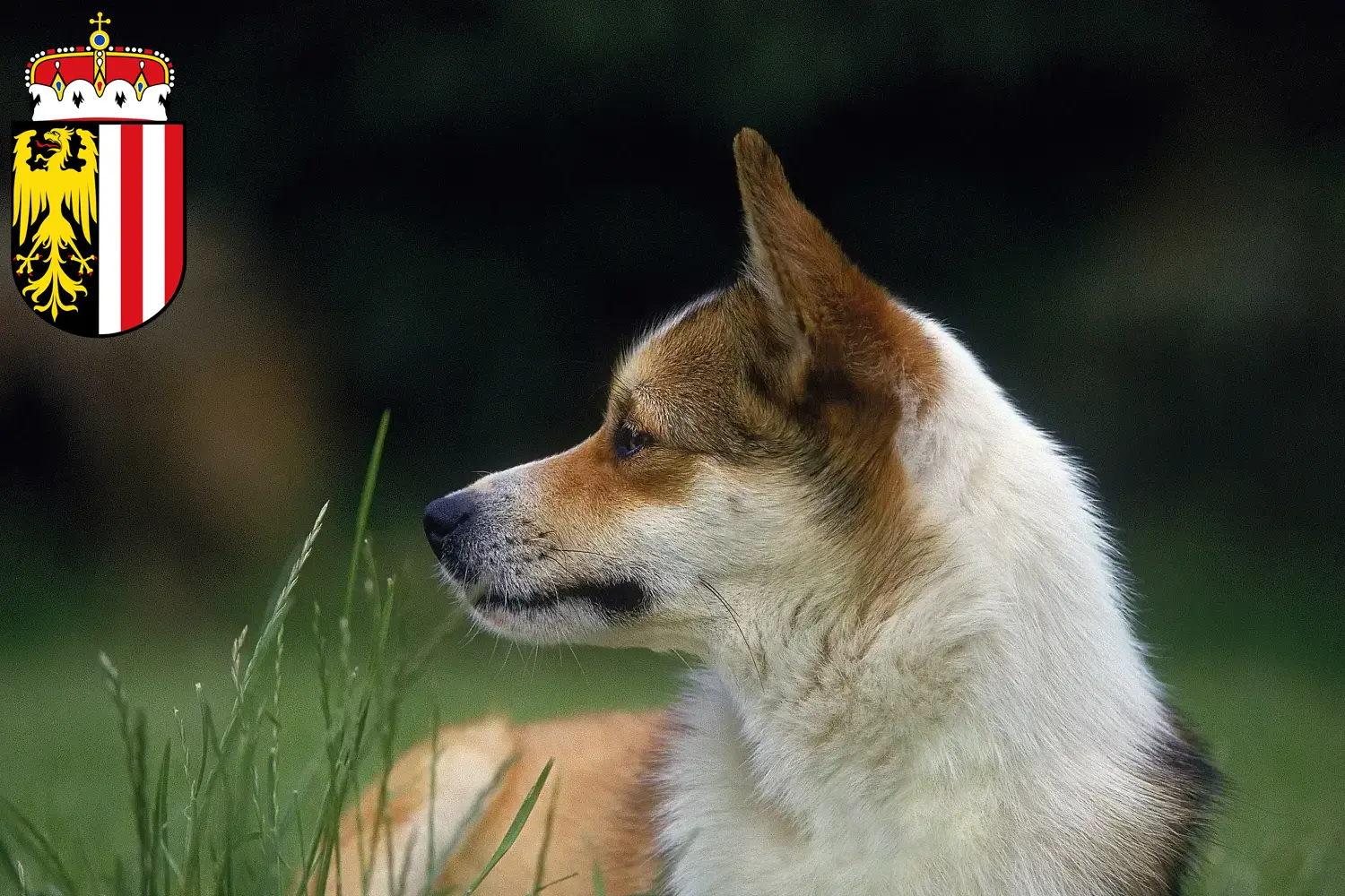 Norwegischer Lundehund Welpen und Züchter Oberösterreich Hier findest Du Norwegische Lundehunde Züchter in Oberösterreich.