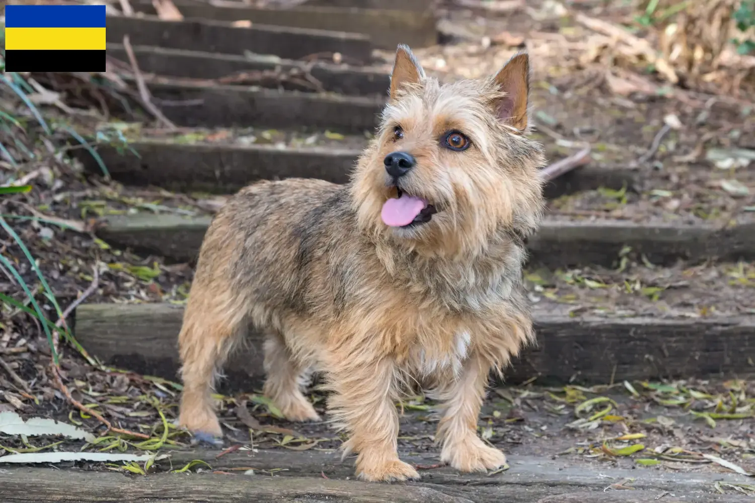 Norwich Terrier Welpen und Züchter Gelderland Hier findest Du Norwich Terrier Züchter in Gelderland.