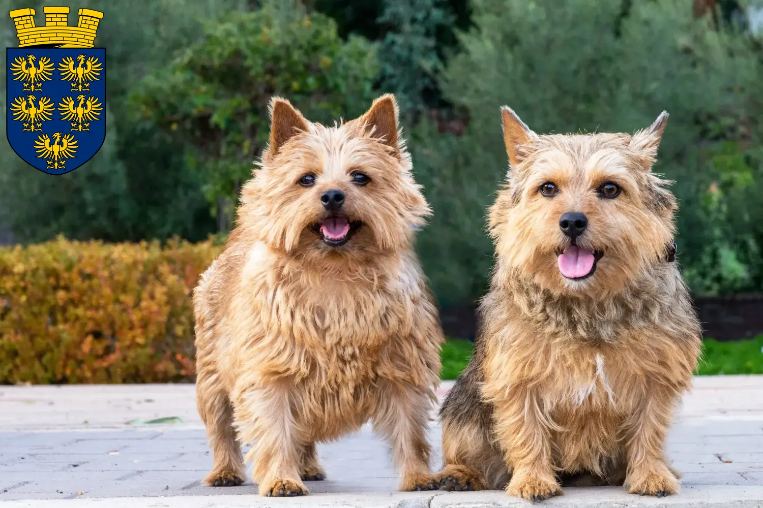 Norwich Terrier Welpen und Züchter Niederösterreich Hier findest Du Norwich Terrier Züchter in Niederösterreich.