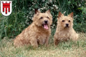 Mehr über den Artikel erfahren Norwich Terrier Züchter und Welpen in Vorarlberg