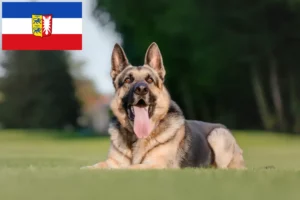 Mehr über den Artikel erfahren Osteuropäischer Schäferhund Züchter und Welpen in Schleswig-Holstein
