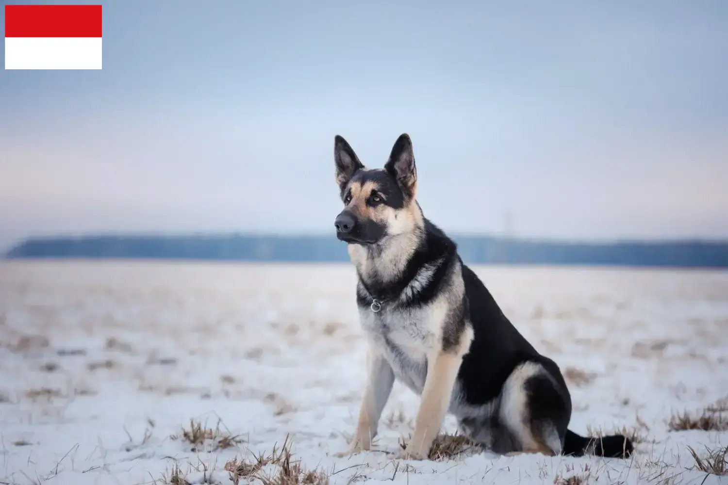 Osteuropäischer Schäferhund Welpen und Züchter Wien Hier findest Du Osteuropäische Schäferhunde Züchter in Wien.