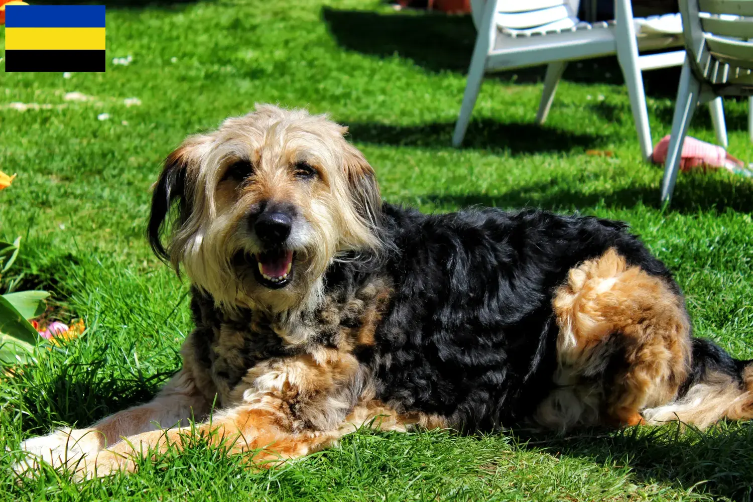Otterhund Welpen und Züchter Gelderland Hier findest Du Otterhunde Züchter in Gelderland.