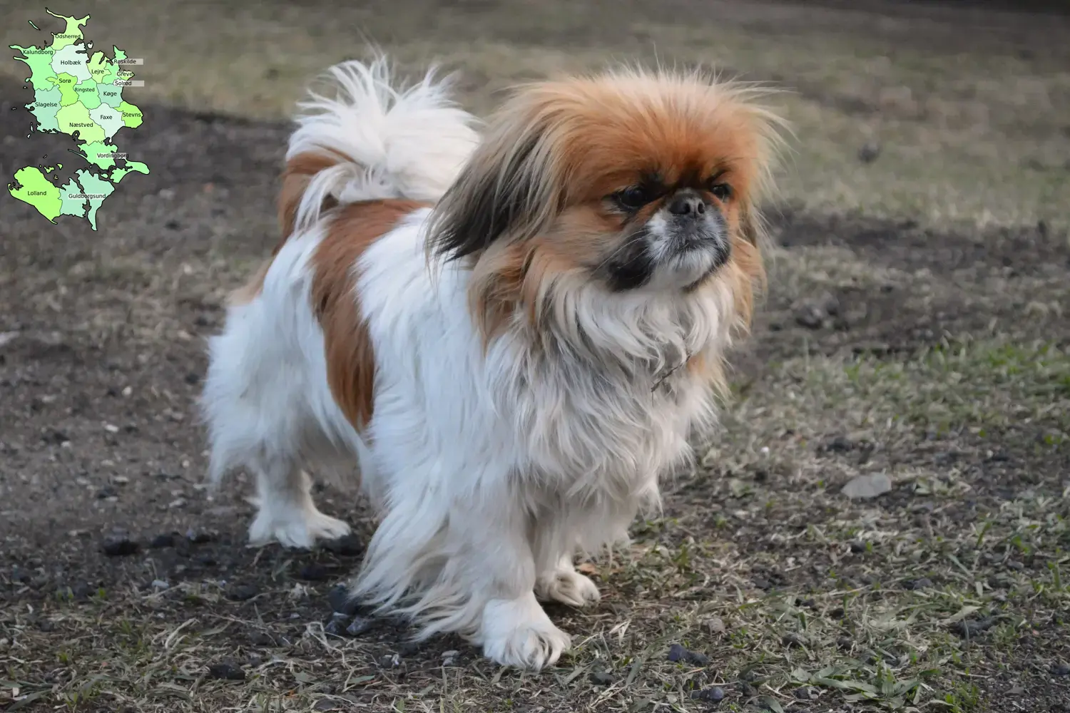 Pekingese Welpen und Züchter Sjælland Hier findest Du Pekingesen Züchter in Sjælland.