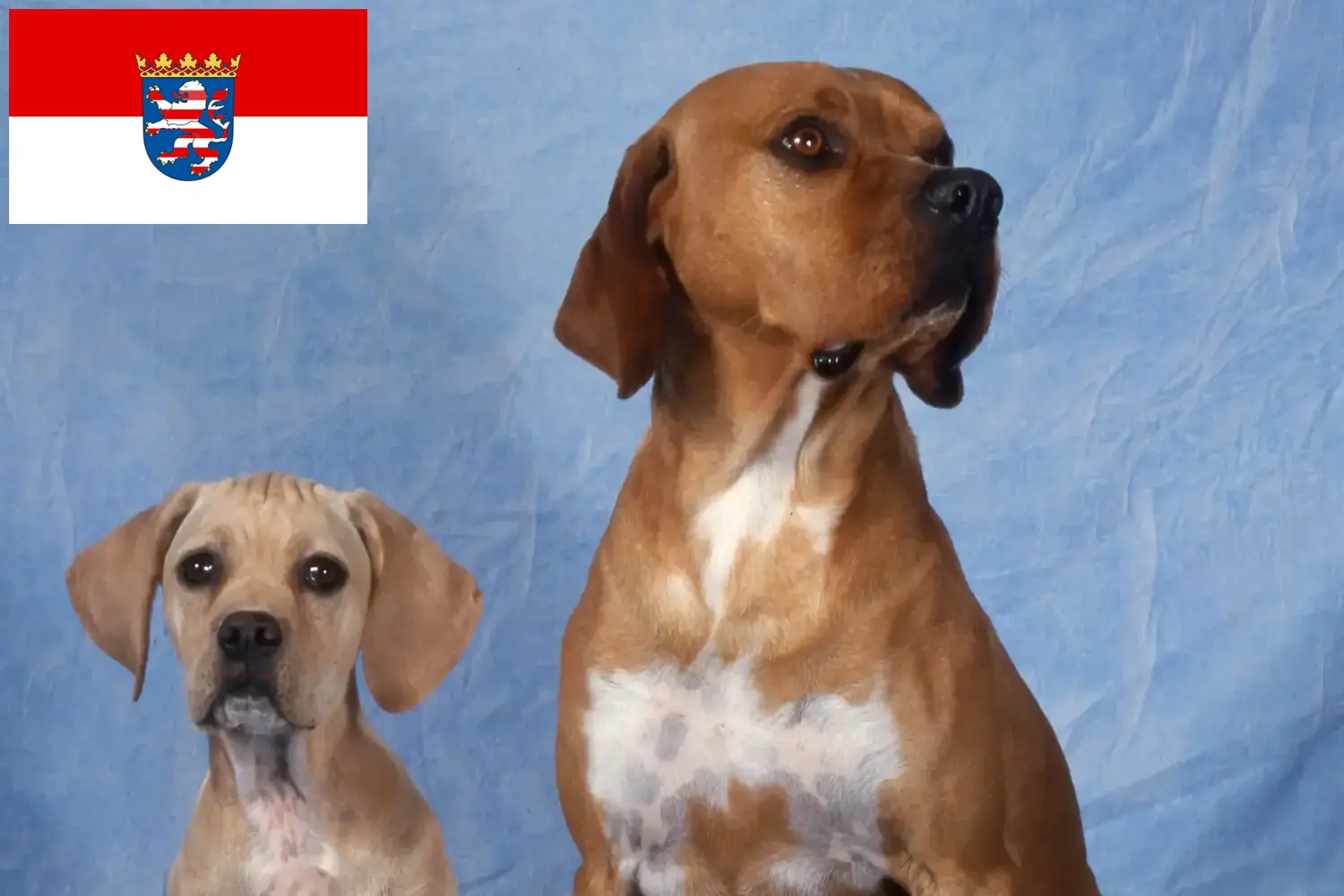 Perdigueiro Português Welpen und Züchter Hessen Hier findest Du Perdigueiro Português Züchter in Hessen.