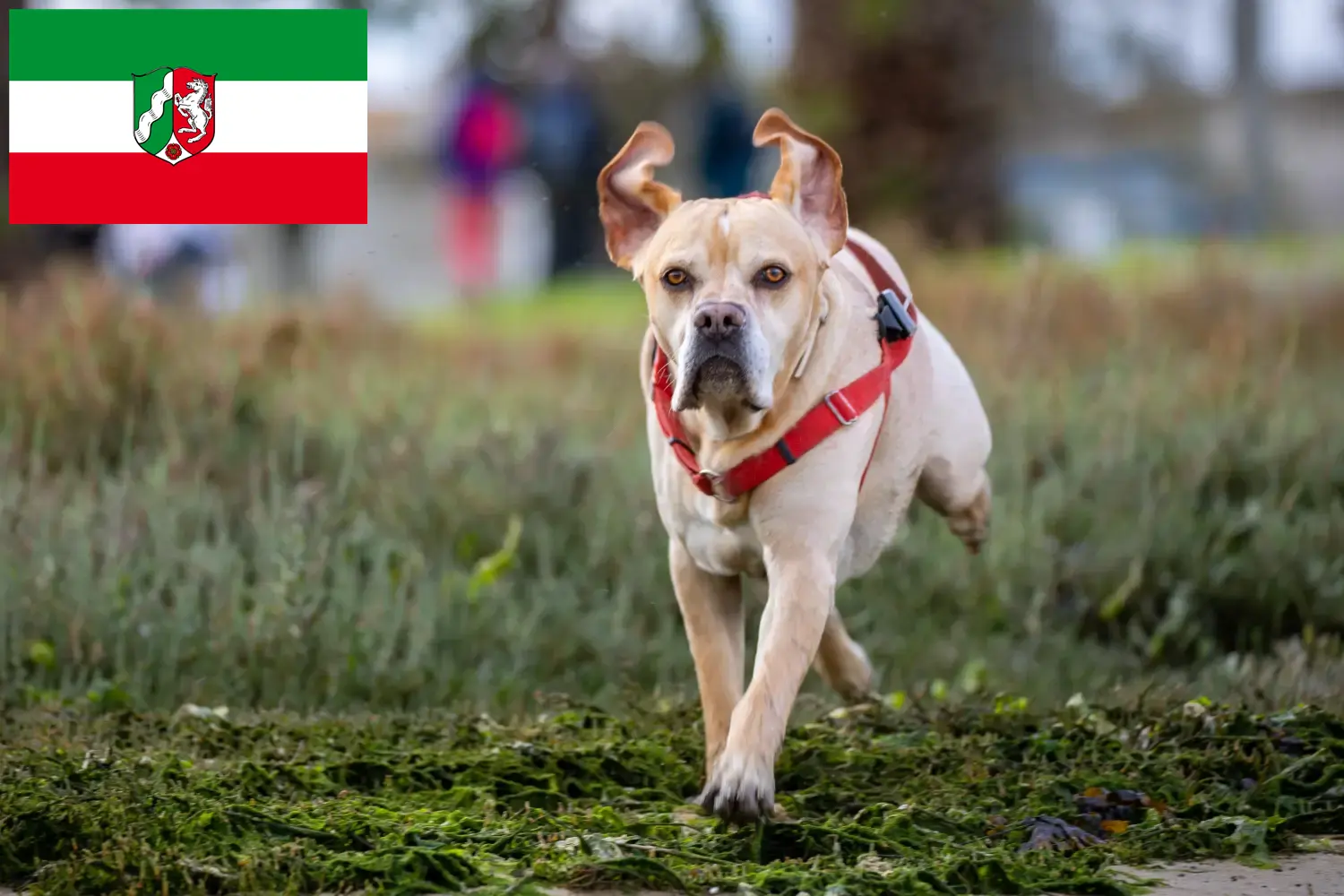 Perdigueiro Português Welpen und Züchter Nordrhein-Westfalen Hier findest Du Perdigueiro Português Züchter in Nordrhein-Westfalen.