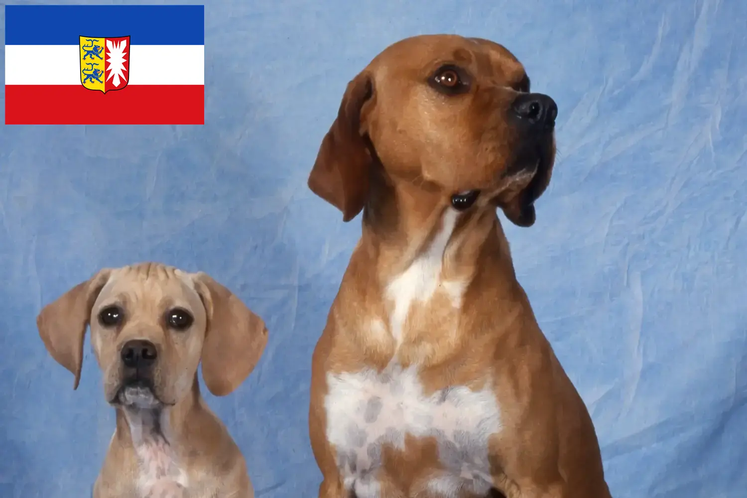 Perdigueiro Português Welpen und Züchter Schleswig-Holstein Hier findest Du Perdigueiro Português Züchter in Schleswig-Holstein.