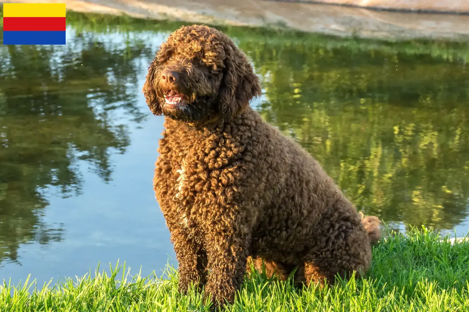 Perro de Agua Español Welpen und Züchter Nordholland Hier findest Du Perro de Agua Españols Züchter in Nordholland.