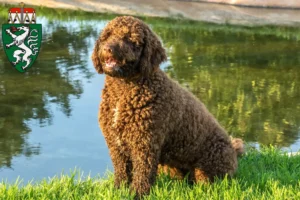 Mehr über den Artikel erfahren Perro de Agua Español Züchter und Welpen in der Steiermark
