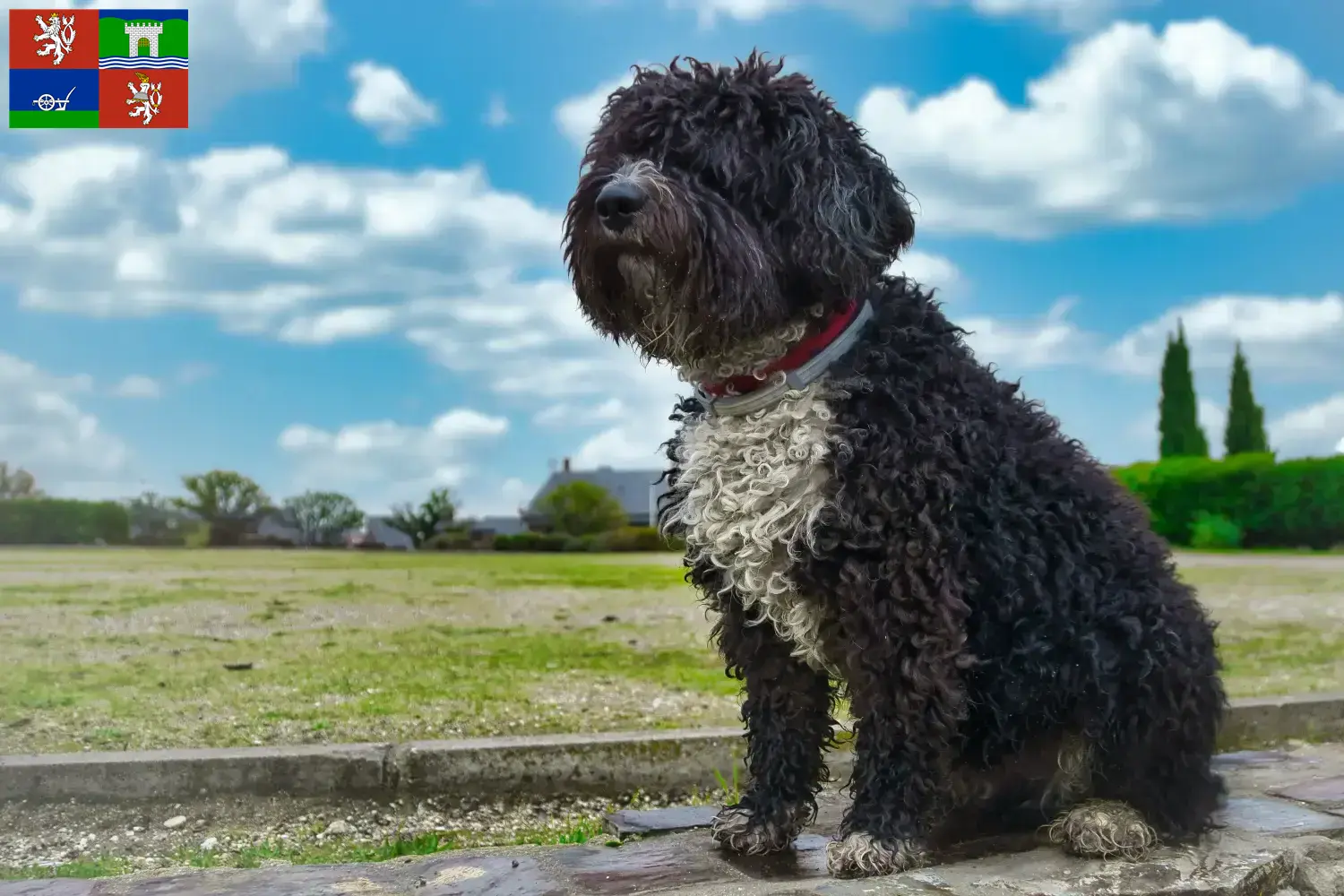 Perro de Agua Español Welpen und Züchter Ústí Hier findest Du Perro de Agua Españols Züchter in Ústí.
